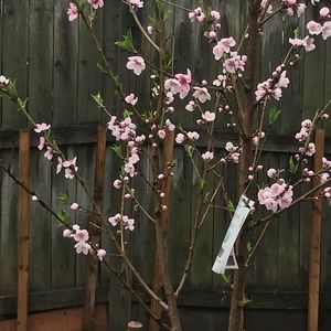 Meet your Posher, Lungu